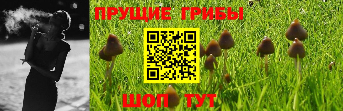 Галлюциногенные грибы Psilocybe Кызыл